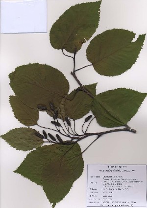  (Alnus maximowiczii - PDBK2009-0502)  @11 [ ] Copyright (2009) Ki Joong Kim Korea University Herbarium (KUS)