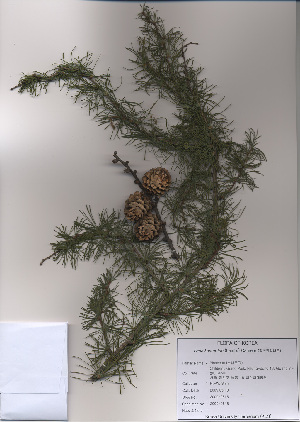  (Larix kaempferi - PDBK2009-0615)  @14 [ ] Copyright (2009) Ki Joong Kim Korea University Herbarium (KUS)