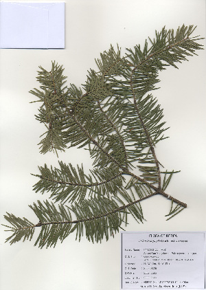  (Abies holophylla - PDBK2009-0696)  @13 [ ] Copyright (2009) Ki Joong Kim Korea University Herbarium (KUS)