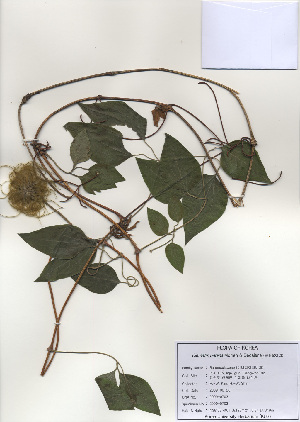  (Clematis patens - PDBK2009-0703)  @11 [ ] Copyright (2009) Ki Joong Kim Korea University Herbarium (KUS)