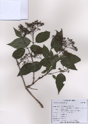  ( - PDBK2009-0715)  @11 [ ] Copyright (2009) Ki Joong Kim Korea University Herbarium (KUS)
