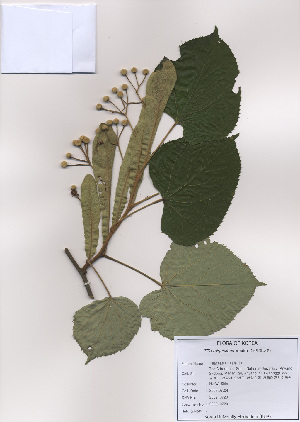  (Tilia miqueliana - PDBK2009-0720)  @11 [ ] Copyright (2009) Ki Joong Kim Korea University Herbarium (KUS)