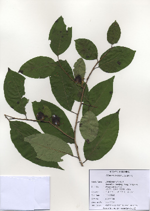  (Diospyros lotus - PDBK2009-1159)  @11 [ ] Copyright (2009) Ki Joong Kim Korea University Herbarium (KUS)