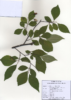  (Styrax japonicus - PDBK2009-1161)  @11 [ ] Copyright (2009) Ki Joong Kim Korea University Herbarium (KUS)