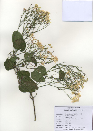  ( - PDBK2009-1191)  @11 [ ] Copyright (2009) Ki Joong Kim Korea University Herbarium (KUS)
