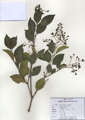 ( - PDBK2009-1195)  @11 [ ] Copyright (2009) Ki Joong Kim Korea University Herbarium (KUS)
