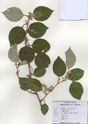  ( - PDBK2009-1267)  @11 [ ] Copyright (2009) Ki Joong Kim Korea University Herbarium (KUS)