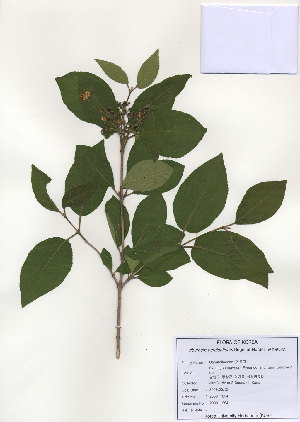  (Viburnum burejaeticum - PDBK2009-1284)  @11 [ ] Copyright (2009) Ki Joong Kim Korea University Herbarium (KUS)