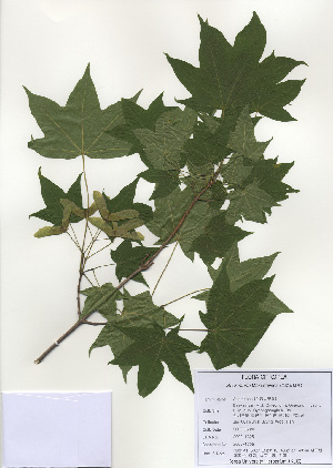  ( - PDBK2009-1305)  @13 [ ] Copyright (2009) Ki Joong Kim Korea University Herbarium (KUS)