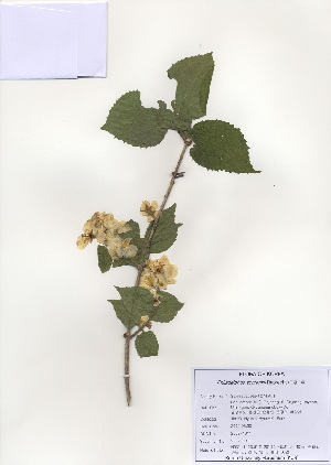  (Philadelphus schrenkii - PDBK2009-1311)  @11 [ ] Copyright (2009) Ki Joong Kim Korea University Herbarium (KUS)