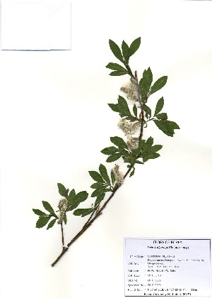  (Salix koriyanagi - PDBK2010-0305)  @11 [ ] Copyright (2010) Ki Joong Kim Korea University Herbarium (KUS)