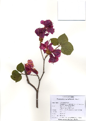  (Rhododendron weyrichii - PDBK2010-0419)  @11 [ ] Copyright (2010) Ki Joong Kim Korea University Herbarium (KUS)
