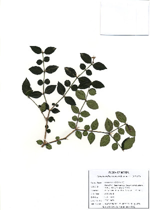  (Damnacanthus indicus - PDBK2010-0460)  @11 [ ] Copyright (2010) Ki Joong Kim Korea University Herbarium (KUS)