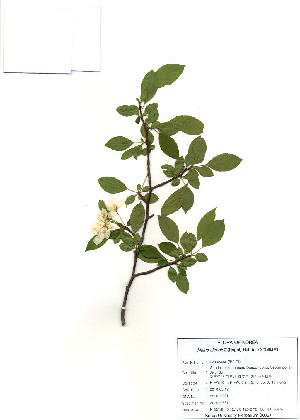  (Malus sieboldii - PDBK2010-0531)  @11 [ ] Copyright (2010) Ki Joong Kim Korea University Herbarium (KUS)
