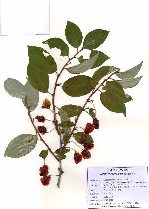  ( - PDBK2010-0706)  @11 [ ] Copyright (2010) Ki Joong Kim Korea University Herbarium (KUS)