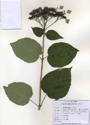  (Hydrangea arborescens - PDBK2010-0959)  @11 [ ] Copyright (2010) Ki Joong Kim Korea University Herbarium (KUS)