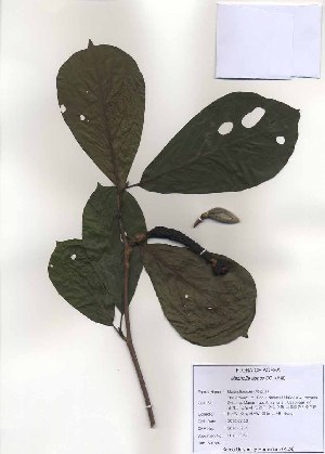  (Magnolia kobus - PDBK2010-0961)  @11 [ ] Copyright (2010) Ki Joong Kim Korea University Herbarium (KUS)