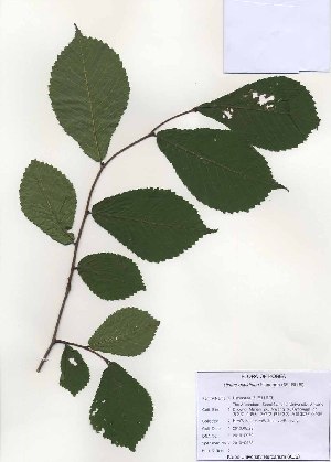  (Ulmus davidiana - PDBK2010-0972)  @11 [ ] Copyright (2010) Ki Joong Kim Korea University Herbarium (KUS)