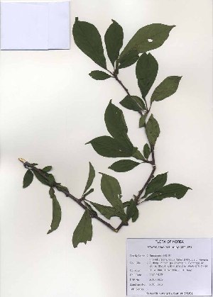  (Prunus salicina - PDBK2010-0975)  @11 [ ] Copyright (2010) Ki Joong Kim Korea University Herbarium (KUS)