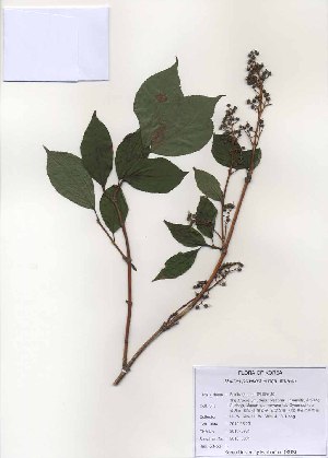  (Deutzia parviflora - PDBK2010-0981)  @11 [ ] Copyright (2010) Ki Joong Kim Korea University Herbarium (KUS)