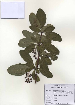  (Berberis koreana - PDBK2010-0988)  @11 [ ] Copyright (2010) Ki Joong Kim Korea University Herbarium (KUS)