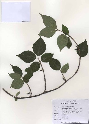  (Forsythia velutina - PDBK2010-1000)  @11 [ ] Copyright (2010) Ki Joong Kim Korea University Herbarium (KUS)