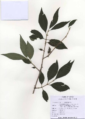  (Forsythia saxatilis - PDBK2010-1012)  @11 [ ] Copyright (2010) Ki Joong Kim Korea University Herbarium (KUS)