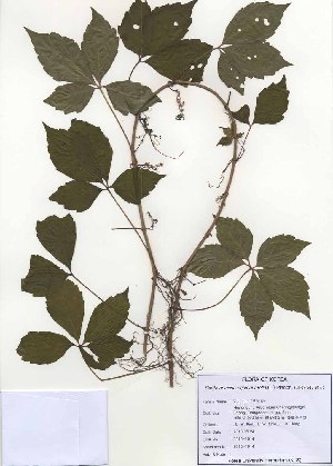  ( - PDBK2010-1014)  @11 [ ] Copyright (2010) Ki Joong Kim Korea University Herbarium (KUS)