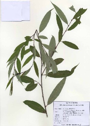  (Salix pseudolasiogyne - PDBK2010-1048)  @11 [ ] Copyright (2010) Ki Joong Kim Korea University Herbarium (KUS)