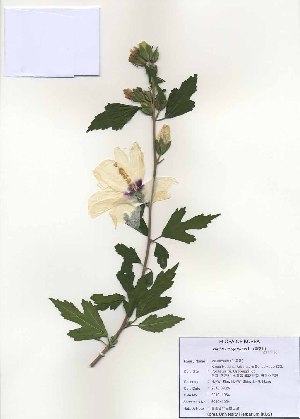  ( - PDBK2010-1064)  @11 [ ] Copyright (2010) Ki Joong Kim Korea University Herbarium (KUS)