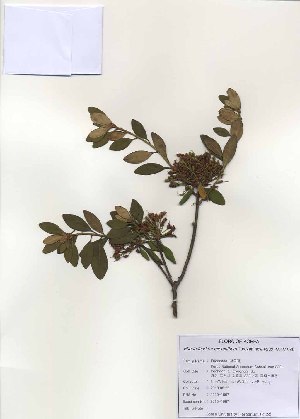  (Rhododendron micranthum - PDBK2010-1067)  @11 [ ] Copyright (2010) Ki Joong Kim Korea University Herbarium (KUS)