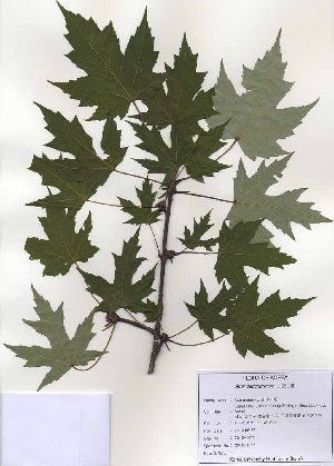  (Acer saccharinum - PDBK2010-1074)  @13 [ ] Copyright (2010) Ki Joong Kim Korea University Herbarium (KUS)