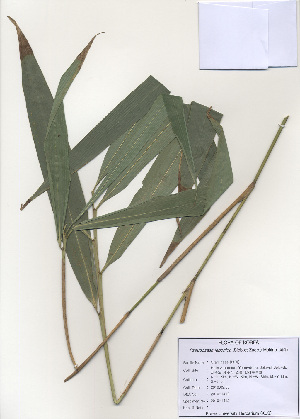  (Pseudosasa japonica - PDBK2010-1412)  @11 [ ] Copyright (2010) Ki Joong Kim Korea University Herbarium (KUS)