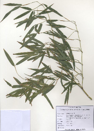  (Phyllostachys bambusoides - PDBK2010-1416)  @11 [ ] Copyright (2010) Ki Joong Kim Korea University Herbarium (KUS)