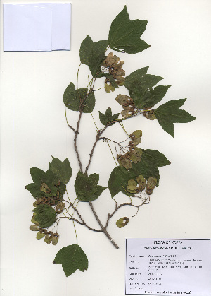  ( - PDBK2010-1422)  @11 [ ] Copyright (2010) Ki Joong Kim Korea University Herbarium (KUS)