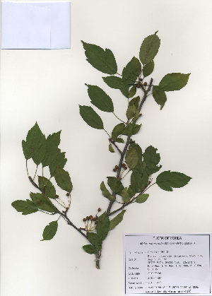  (Malus micromalus - PDBK2010-1467)  @11 [ ] Copyright (2010) Ki Joong Kim Korea University Herbarium (KUS)