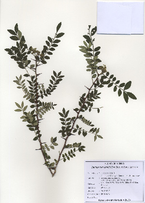  (Zanthoxylum schinifolium - PDBK2010-1542)  @11 [ ] Copyright (2010) Ki Joong Kim Korea University Herbarium (KUS)