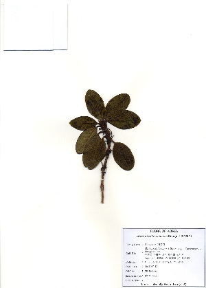  (Rhododendron aureum - PDBK2010-1630)  @11 [ ] Copyright (2010) Ki Joong Kim Korea University Herbarium (KUS)