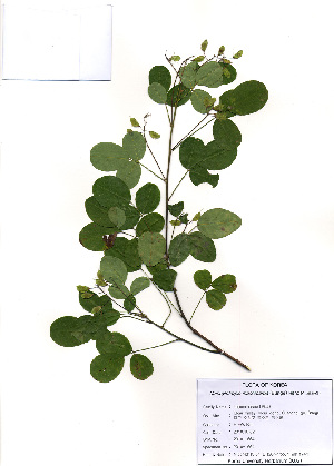  ( - PDBK2010-1664)  @11 [ ] Copyright (2010) Ki Joong Kim Korea University Herbarium (KUS)
