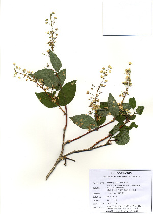  (Deutzia paniculata - PDBK2010-1728)  @11 [ ] Copyright (2010) Ki Joong Kim Korea University Herbarium (KUS)