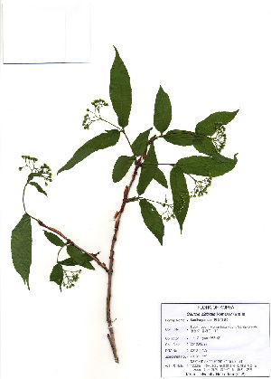  (Deutzia glabrata - PDBK2010-1759)  @11 [ ] Copyright (2010) Ki Joong Kim Korea University Herbarium (KUS)