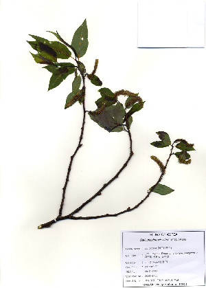  (Salix maximowiczii - PDBK2010-1765)  @11 [ ] Copyright (2010) Ki Joong Kim Korea University Herbarium (KUS)
