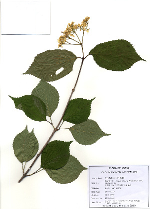  (Viburnum wrightii - PDBK2010-1809)  @11 [ ] Copyright (2010) Ki Joong Kim Korea University Herbarium (KUS)