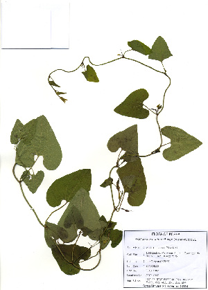  (Aristolochia contorta - PDBK2010-1907)  @11 [ ] Copyright (2010) Ki Joong Kim Korea University Herbarium (KUS)