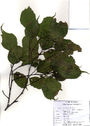  (Celtis koraiensis - PDBK2010-2112)  @11 [ ] Copyright (2010) Ki Joong Kim Korea University Herbarium (KUS)