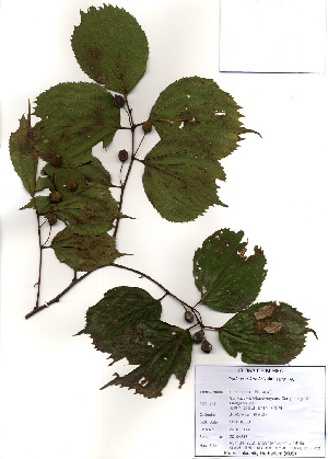  (Celtis koraiensis - PDBK2010-2174)  @11 [ ] Copyright (2010) Ki Joong Kim Korea University Herbarium (KUS)
