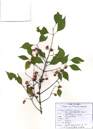  ( - PDBK2010-2217)  @11 [ ] Copyright (2010) Ki Joong Kim Korea University Herbarium (KUS)