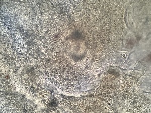  ( - 24-004b-2)  @11 [ ] Unspecified (default): All Rights Reserved (2024) Marco van Wieringen Unspecified