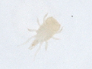  ( - PCPEAT-0105)  @11 [ ] CreativeCommons - Attribution Share Alike (2025) CBG Photography Group Centre for Biodiversity Genomics