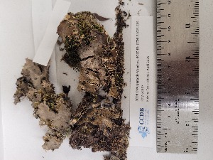  (Peltigera cf. canina - CCDB-51025-C05)  @11 [ ] CreativeCommons - Attribution Non-Commercial Share-Alike (2024) Canadian Museum of Nature Canadian Museum of Nature